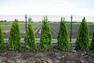 Nie wylewaj do zlewu. Tuje tylko na to czekają