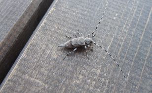 Ma długie „rogi” i wydaje osobliwe dźwięki. To mistrz kamuflażu