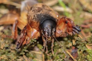 Wlej napar do tunelu w ziemi. Szkodnik natychmiast ucieknie z ogrodu