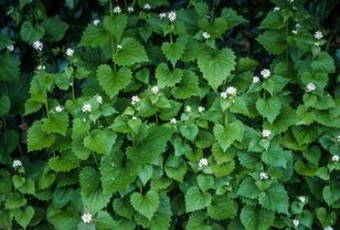 W lasach jest go pełno. Przewyższa smakiem czosnek niedźwiedzi