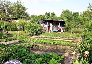 Nigdy nie sadź na działce. Nazywają go