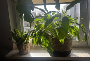 Czego lepiej nie stawiać na parapecie? Na szczycie listy nasze ukochany kwiaty