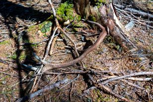 Patrz pod nogi w lesie. Można zarobić nawet kilkaset złotych