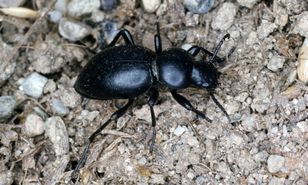 Uważaj, żeby nie dotknąć. Są już w całej Polsce