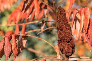 Uważaj na „zemstę sąsiada”. Chwila nieuwagi i zrujnuje ogród