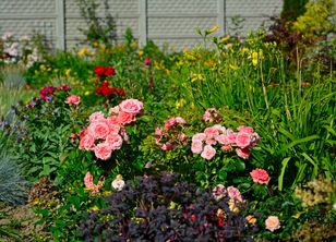 Często ląduje w koszu na śmieci. To naturalny nawóz do róż ogrodowych