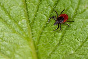 Wypij przed wyjściem. Kleszcze nawet się nie zbliżą