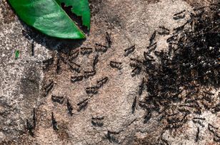 Rozsyp w ogrodzie. Mrówki znikną co do jednej