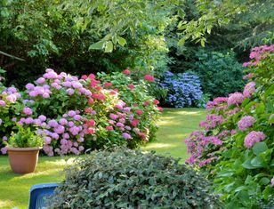 Hortensje wybuchną kwiatami. Domowa odżywka nie ma sobie równych