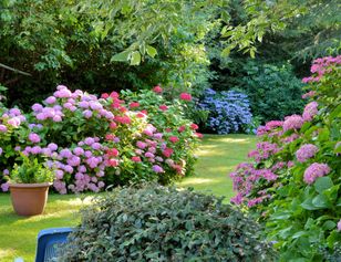 Hortensje wybuchną kwiatami. Domowa odżywka nie ma sobie równych