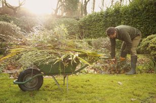 Drzewo sąsiada wchodzi na twoją działkę? Przepisy wskazują jasno