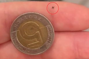 Są równie groźne, co kleszcze. Trudno je zauważyć