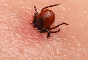 Zjedz na śniadanie. Kleszcze nawet się nie zbliżą