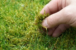 Rozsyp na trawniku. Mchu pozbędziesz się w mig