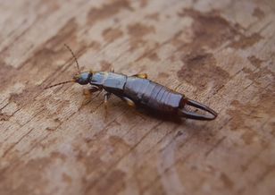 Postaw miskę z tym płynem na parapecie. Szczypawki szybko się wyniosą