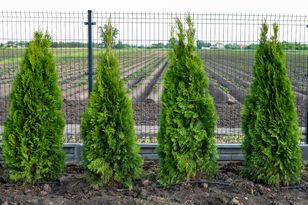 Wystarczą dwa składniki. Tuje będą rosły jak szalone