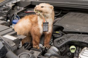 „Biegają całymi stadami”. To już plaga we Wrocławiu