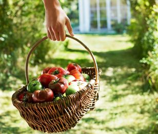 Maison Margiela Fragrances prezentuje ‘From the Garden’: To odtworzenie wspomnienia słonecznego popołudnia podczas zbioru pomidorów w zielonym ogrodzie