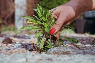 Wielu myśli „zwykły chwast”. Nie pozbywaj się z ogródka