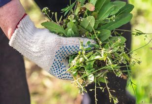 Najważniejsze prace ogrodowe w marcu. Wiele osób zapomina