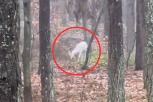 Widziano je w pomorskim lesie. To rzadki wybryk natury