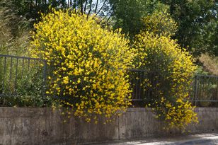 Zakazany krzew w Polsce. Nie wypłacisz się, gdy posadzisz