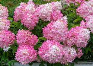 To ostatni moment. Hortensja odwdzięczy się wielkimi pąkami