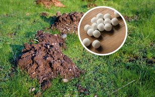 Wrzuć kulkę do kopca. Kret nie będzie miał po co wracać