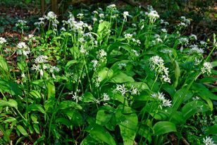 „Cebula czarownic” rośnie w całej Polsce. Za zerwanie grozi wysoka kara