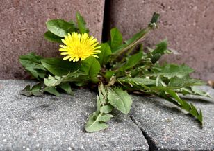 Wylej na chwasty. „Wypali” je aż do korzeni