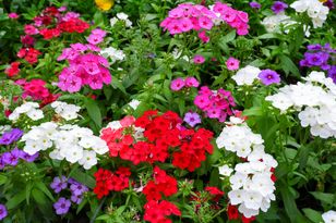 Floks drummonda-plomyk drummonda – pielęgnacja, wymagania, uprawa i odmiany