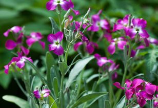 Posadź w ogrodzie. Wieczorami sobie podziękujesz