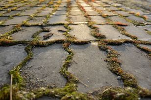 Wylej na zarośniętą kostkę. Myjka ciśnieniowa będzie zbędna