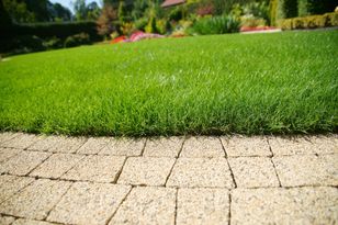 Wylej na trawnik. Mech zniknie jak ręką odjął