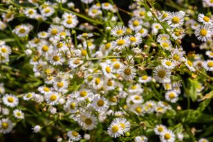 Wyrwij jak najszybciej. Wyjątkowo inwazyjny gatunek