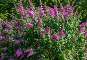 Jak pielęgnować „motyli krzew”? To już ostatni dzwonek