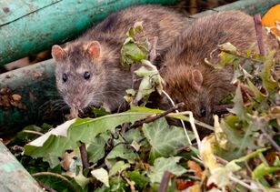 Zasadź niedaleko śmietnika. Szczury nawet się nie zbliżą