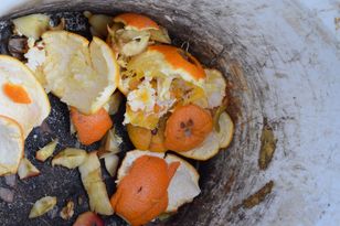 Zamiast wyrzucać do kosza, użyj w ogrodzie. Odstraszysz insekty