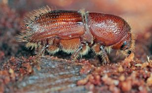 Gromadzą się w meblach i ogrodach. Sieją spustoszenie