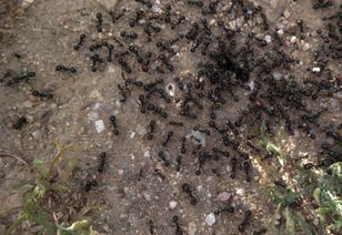 Rozsyp w ogrodzie. Mrówki znikną w mig