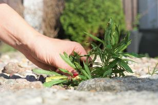 Zażegnaj kryzys z chwastami. Domowe triki nie mają sobie równych