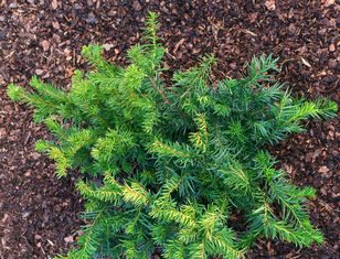 Toksyczna roślina w Polsce. Wielu ma w ogrodzie