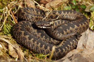 „Warto mieć kij”. Goprowcy ostrzegają przed żmijami