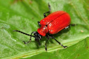 Wyjątkowo niszczą rośliny. Teraz wychodzą z ziemi