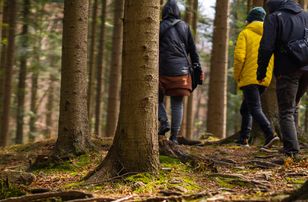 Wystrzegaj się tych działań w lesie. Inaczej narażasz się na mandat