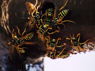 Spryskaj firany. Osa będzie omijać szerokim łukiem