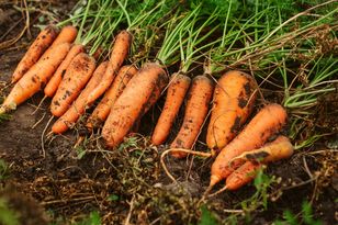 Marchew – kaloryczność, wartości i składniki odżywcze, właściwości