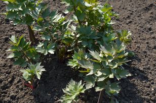 „Ziele miłości” rośnie w Polsce. Warto zrywać regularnie