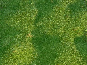 Lepsza niż zwykły trawnik. „Zielony dywan” porośnie działkę
