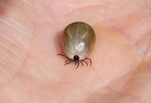 Zagotuj i wylej w ogrodzie. W mig rozprawisz się z kleszczami